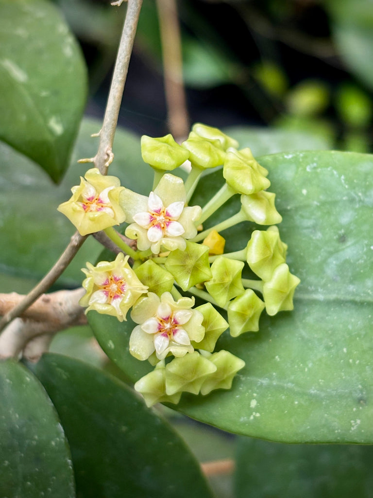 Hoya verticillata green H208