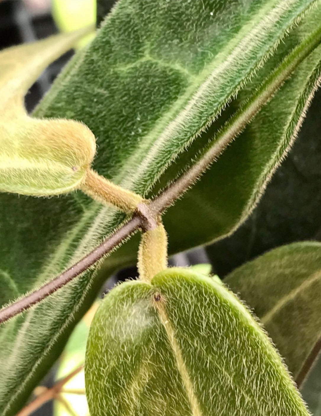 Hoya hypolasia Madang PNG IML 1155 H164