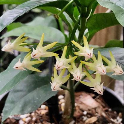 Hoya multiflora H16