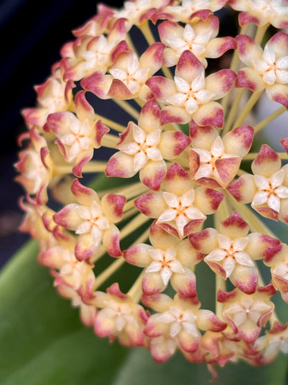 Hoya incrassata Philippines IML 0187 H35