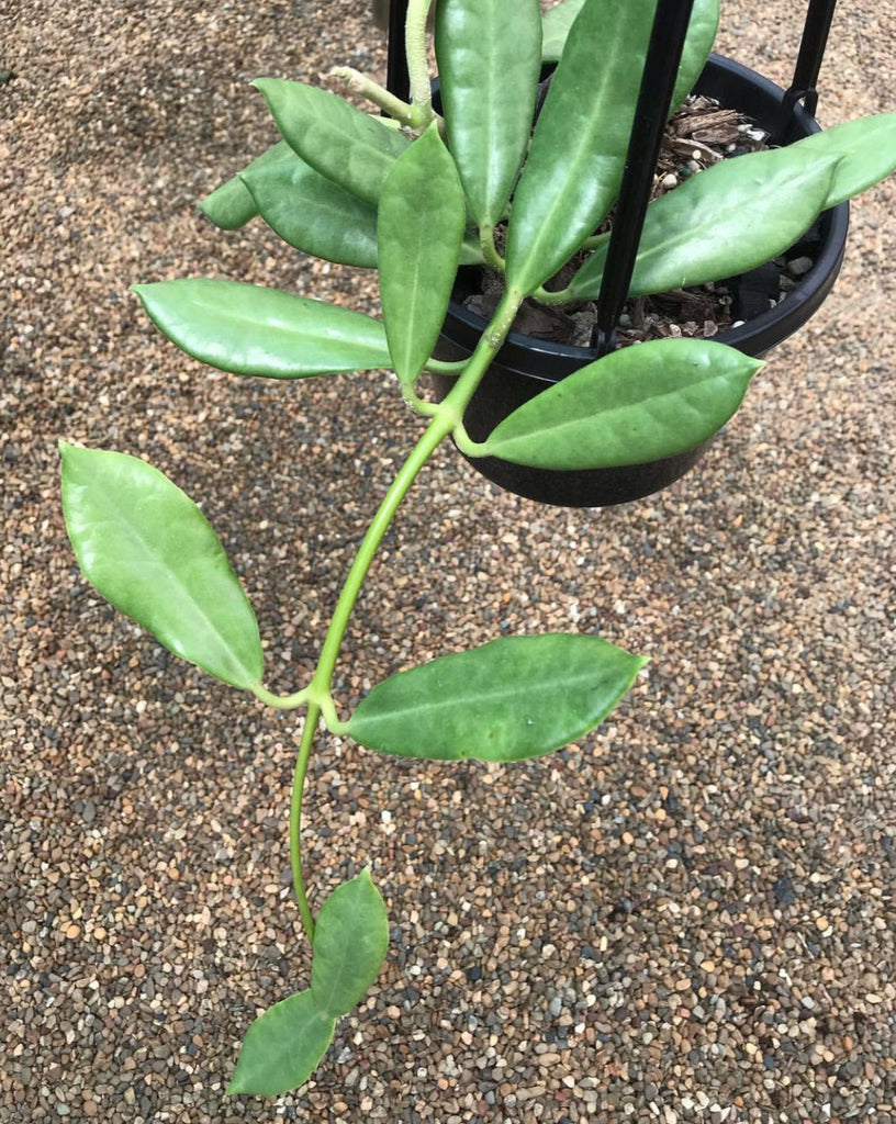 Hoya australis ssp. rupicola IML 1754 H198