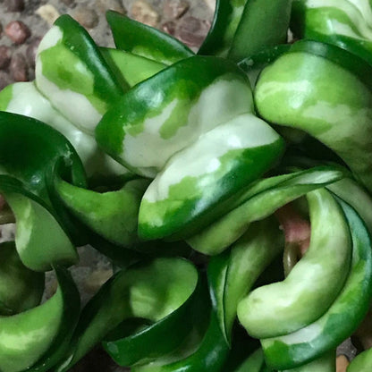Hoya compacta Indian Rope - inside variegate H42