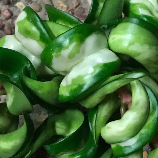 Hoya compacta Indian Rope - inside variegate H42