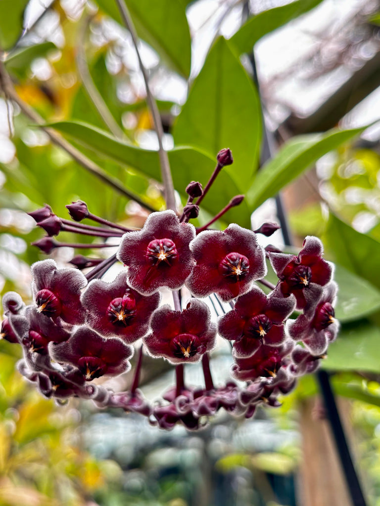 Hoya pubicalyx H165