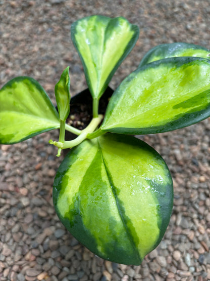 Hoya subquintuplinervis (variegata) H392