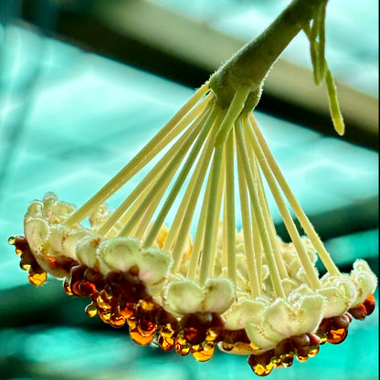 Hoya kerrii H44