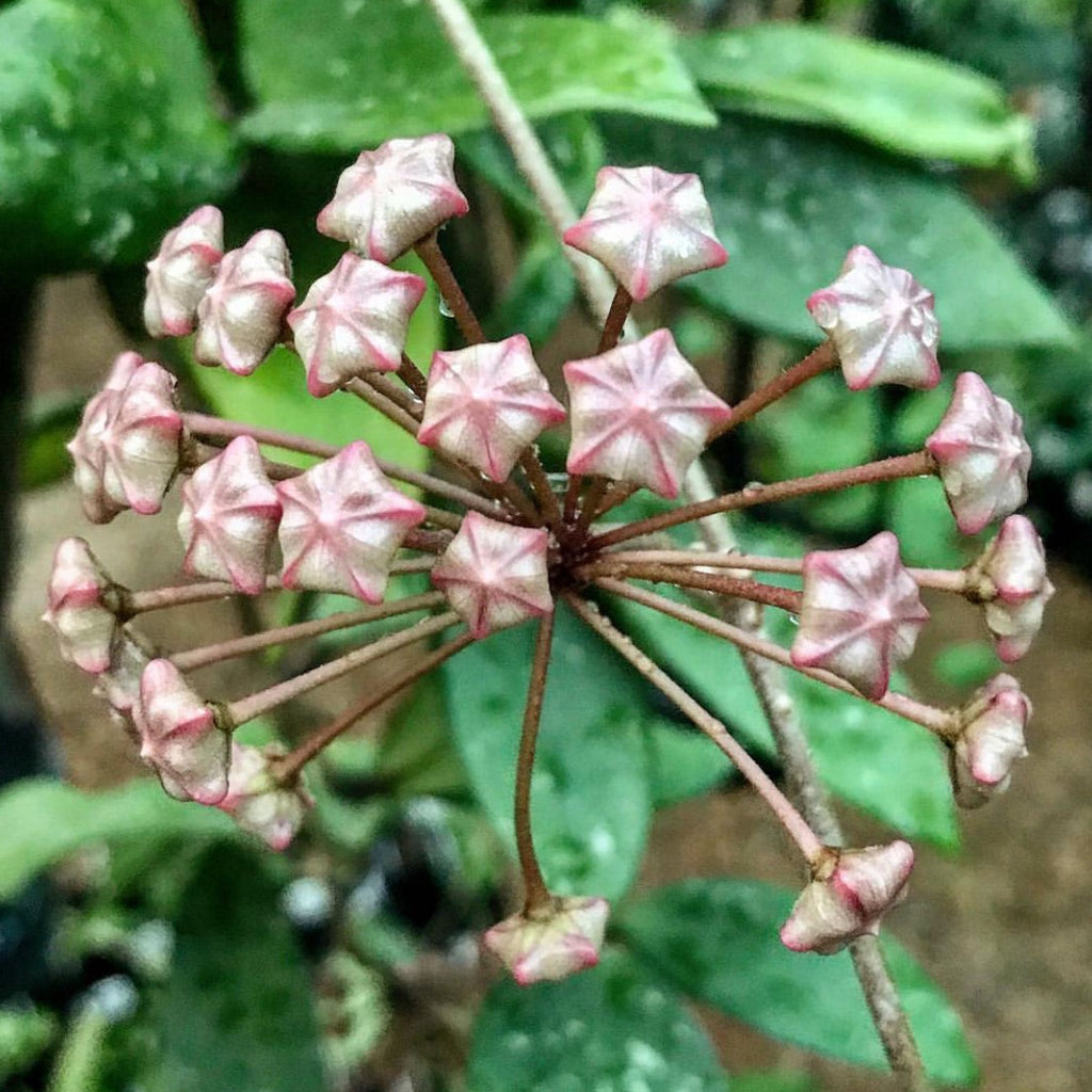 Hoya sp. Ban Ngong Ngoy IML 1514 H170