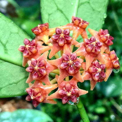 Hoya lobbii 'orange'  IML 1524 H245