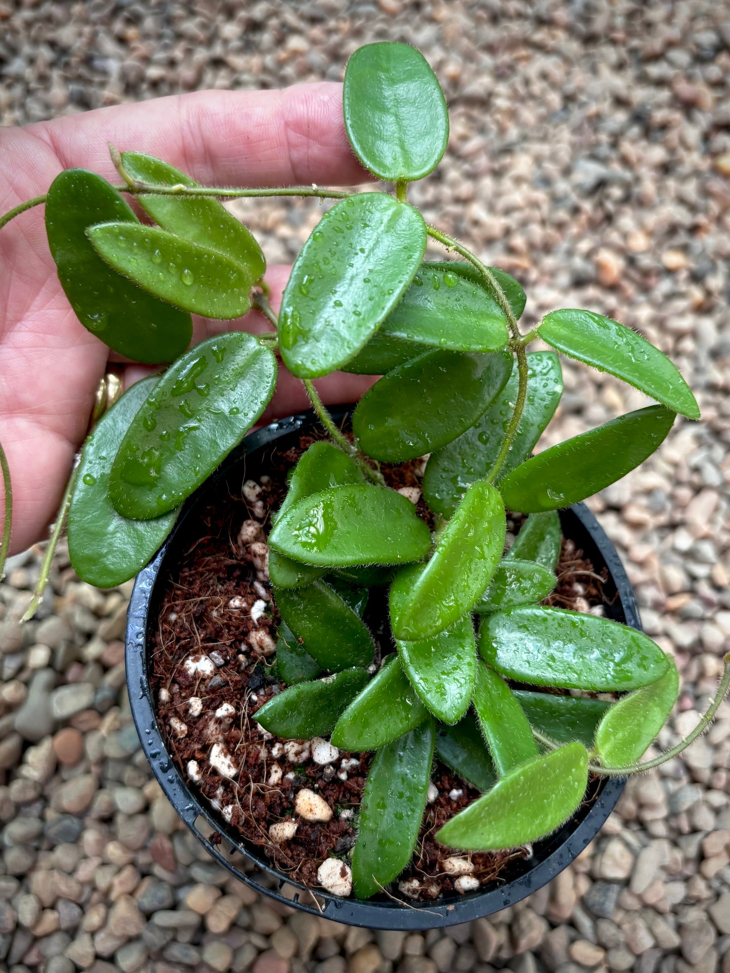 Hoya spectatissima H420