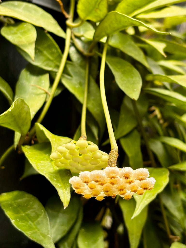 Hoya lacunosa H13
