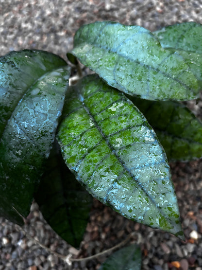 Hoya sp. Thailand IML 1420 H135