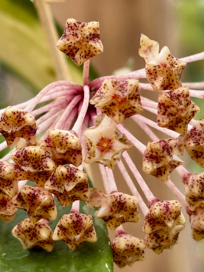 Hoya verticillata variegata IML 1578 H92