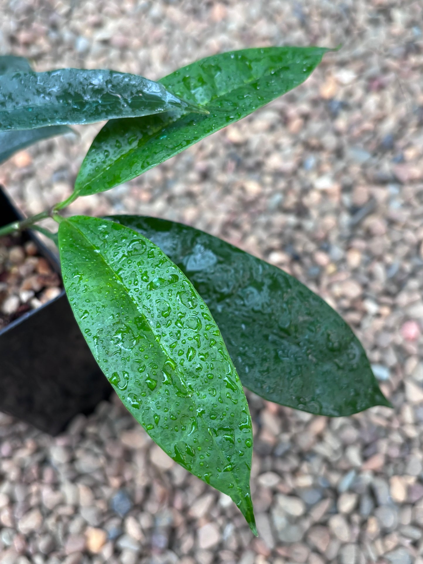 Hoya thuathienhuensis H480