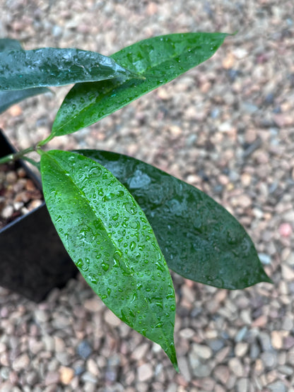 Hoya thuathienhuensis H480