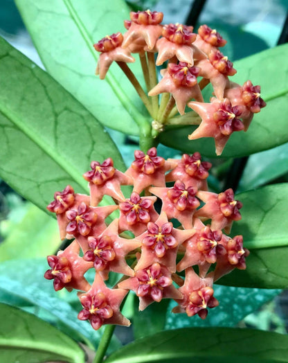 Hoya lobbii 'orange'  IML 1524 H245