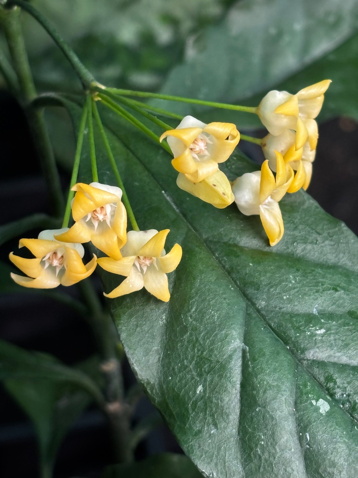 Hoya occultata H461
