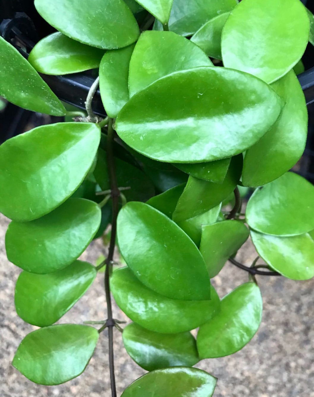 Hoya halophila IML 1116 H103