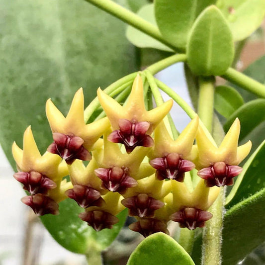Hoya cumingiana H29