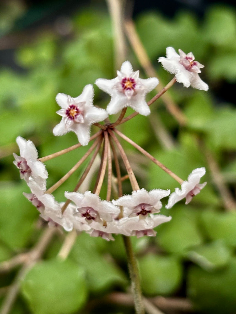 Hoya kanyakumariana IML 1580 H238