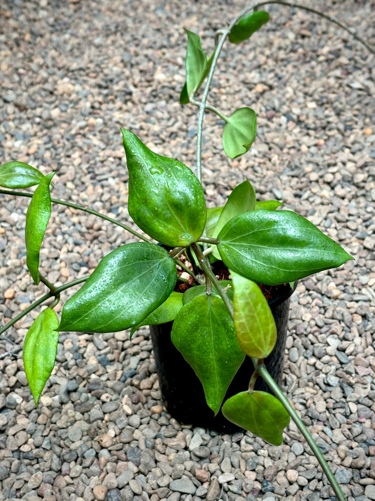 Hoya nicholsoniae H4