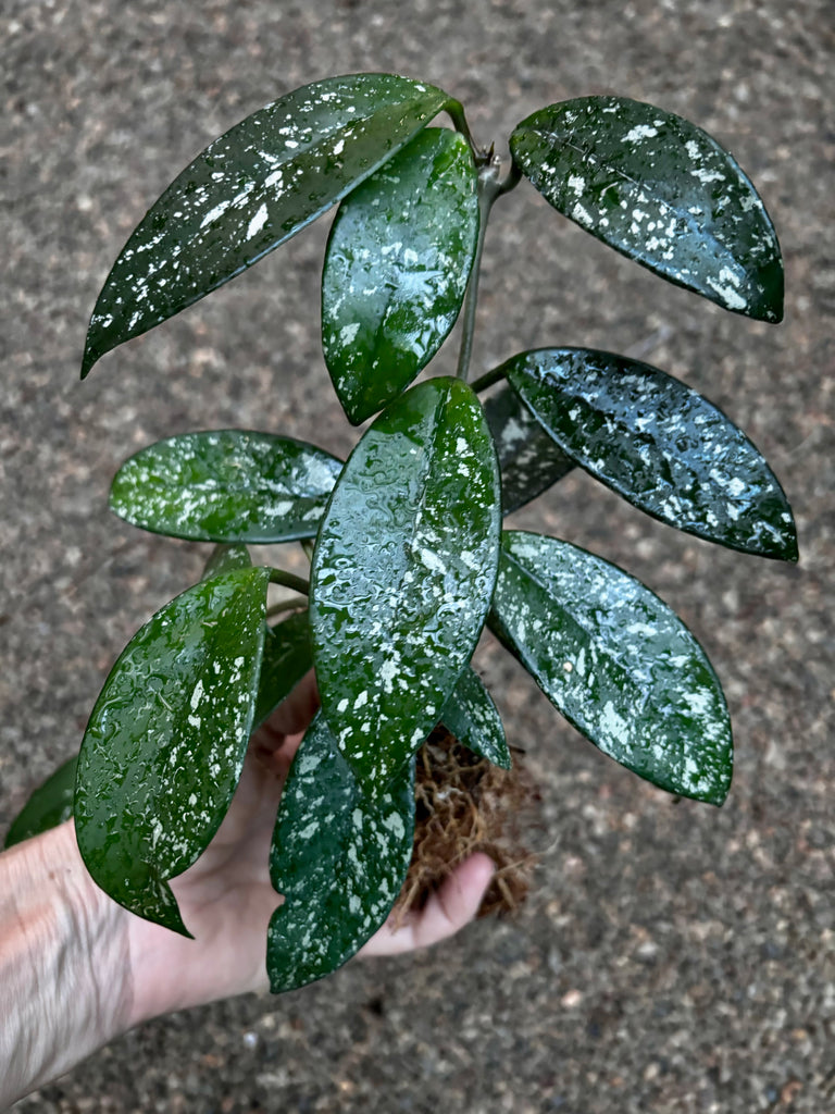 Hoya crassifolia China IML 0142 H228