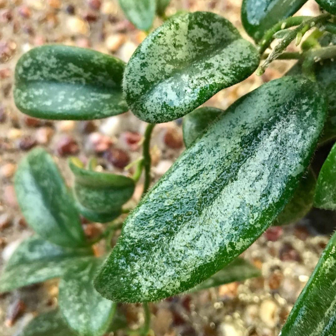 Hoya thomsonii (white) IML 1177 H260