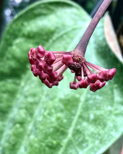 Hoya latifolia IML 1590 H116