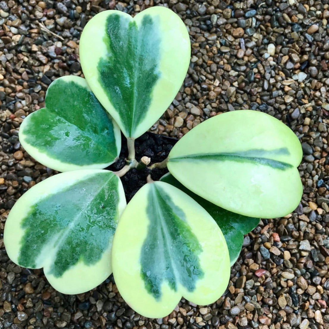 Hoya kerrii (albomarginata) H48