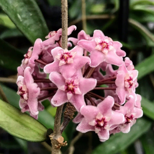 Hoya 'Minibelle' H14