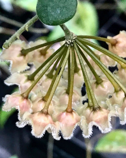 Hoya serpens H176