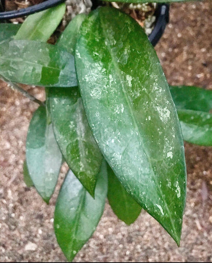 Hoya amoena IML 1210 H218