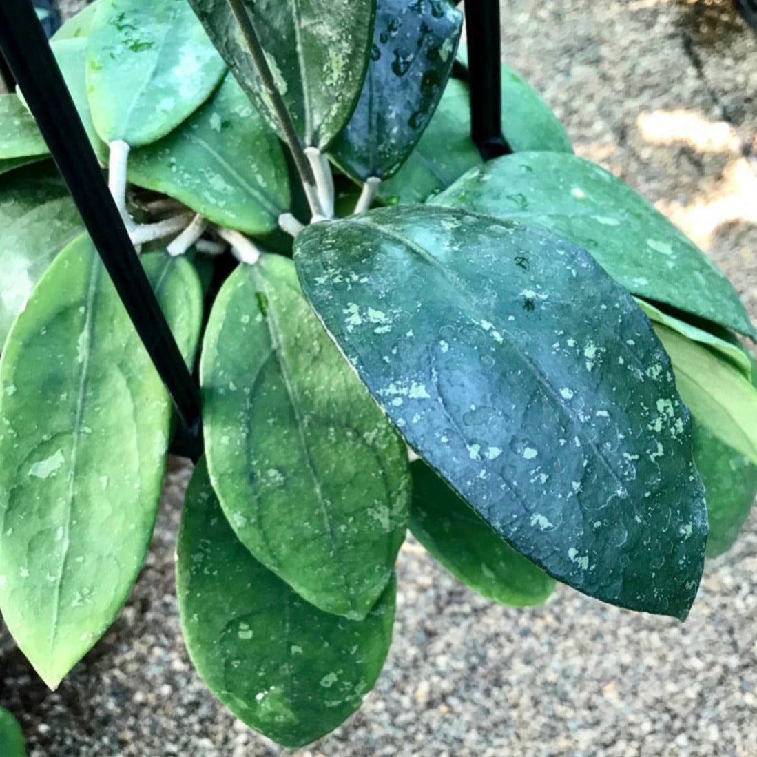 Hoya vitellina Java IML 1348 H88