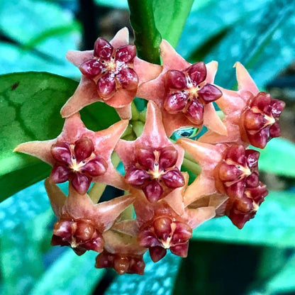 Hoya lobbii 'orange'  IML 1524 H245