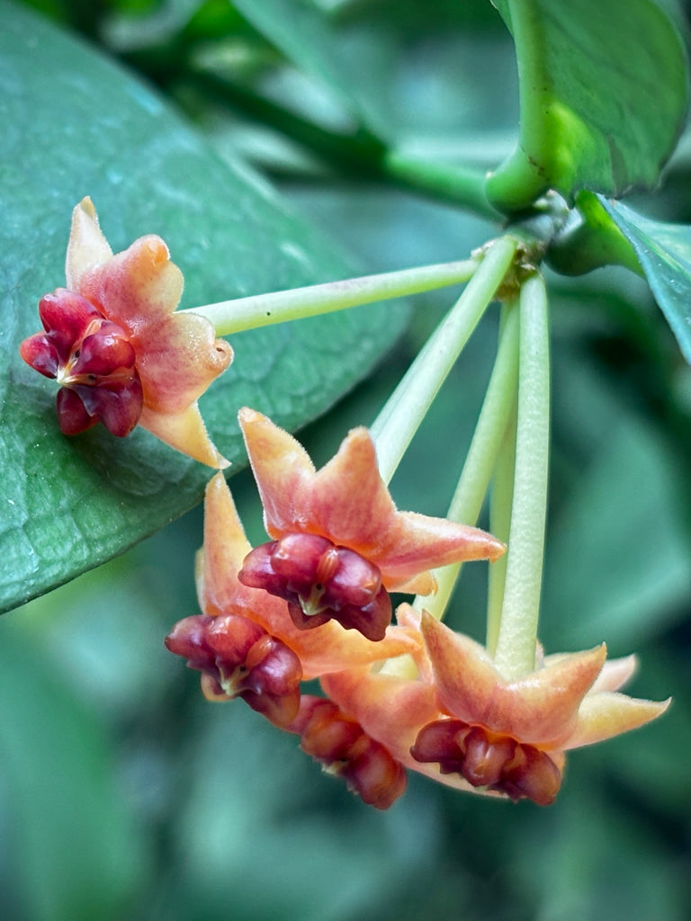 Hoya lobbii 'orange'  IML 1524 H245