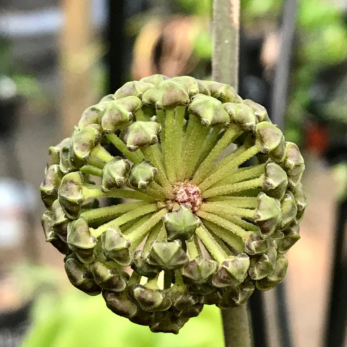 Hoya lambii H144