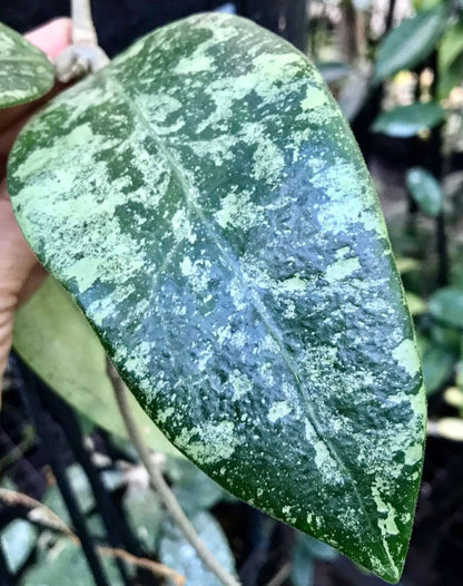Hoya sp. Ko Chang Is. IML 1508 H127