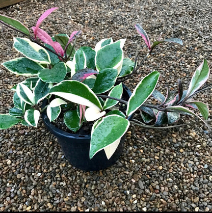 Hoya carnosa variegata 'Purple Pride' H216