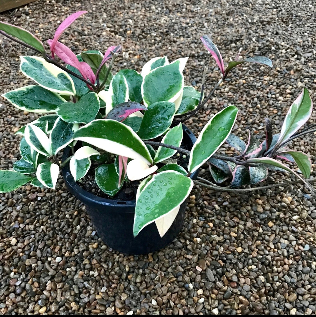 Hoya carnosa variegata 'Purple Pride' H216