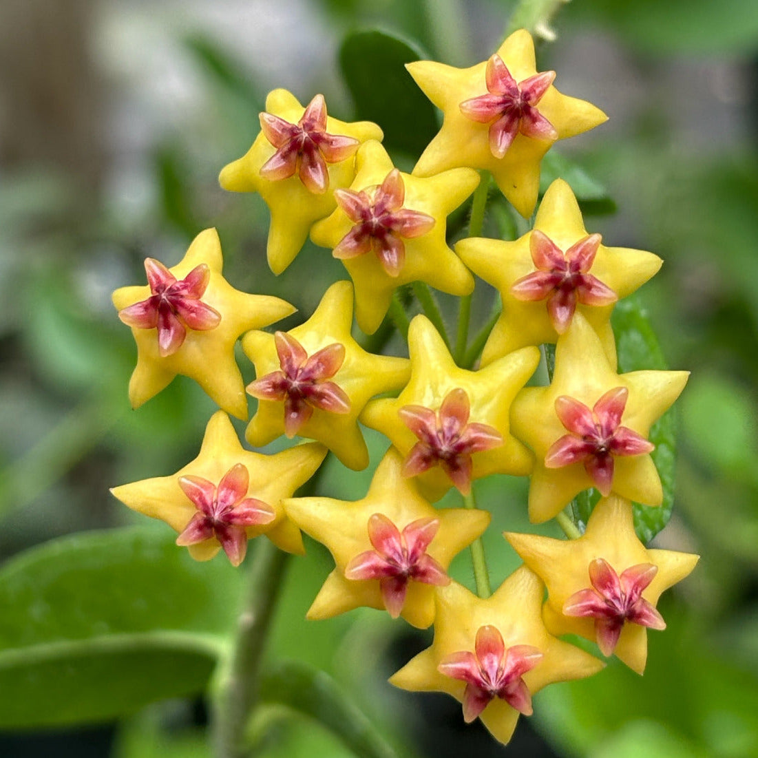 Hoya densifolia H203