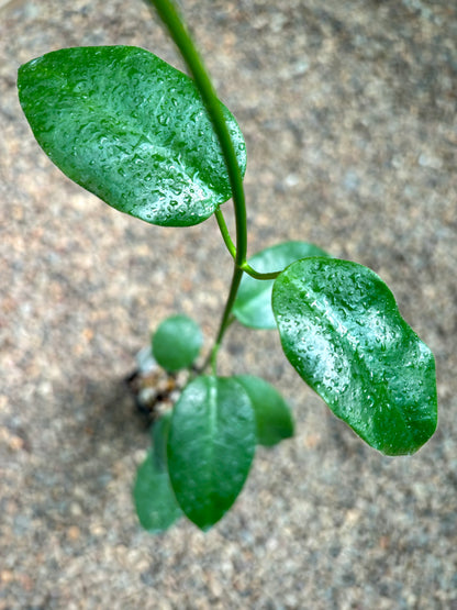 Hoya coronaria H114