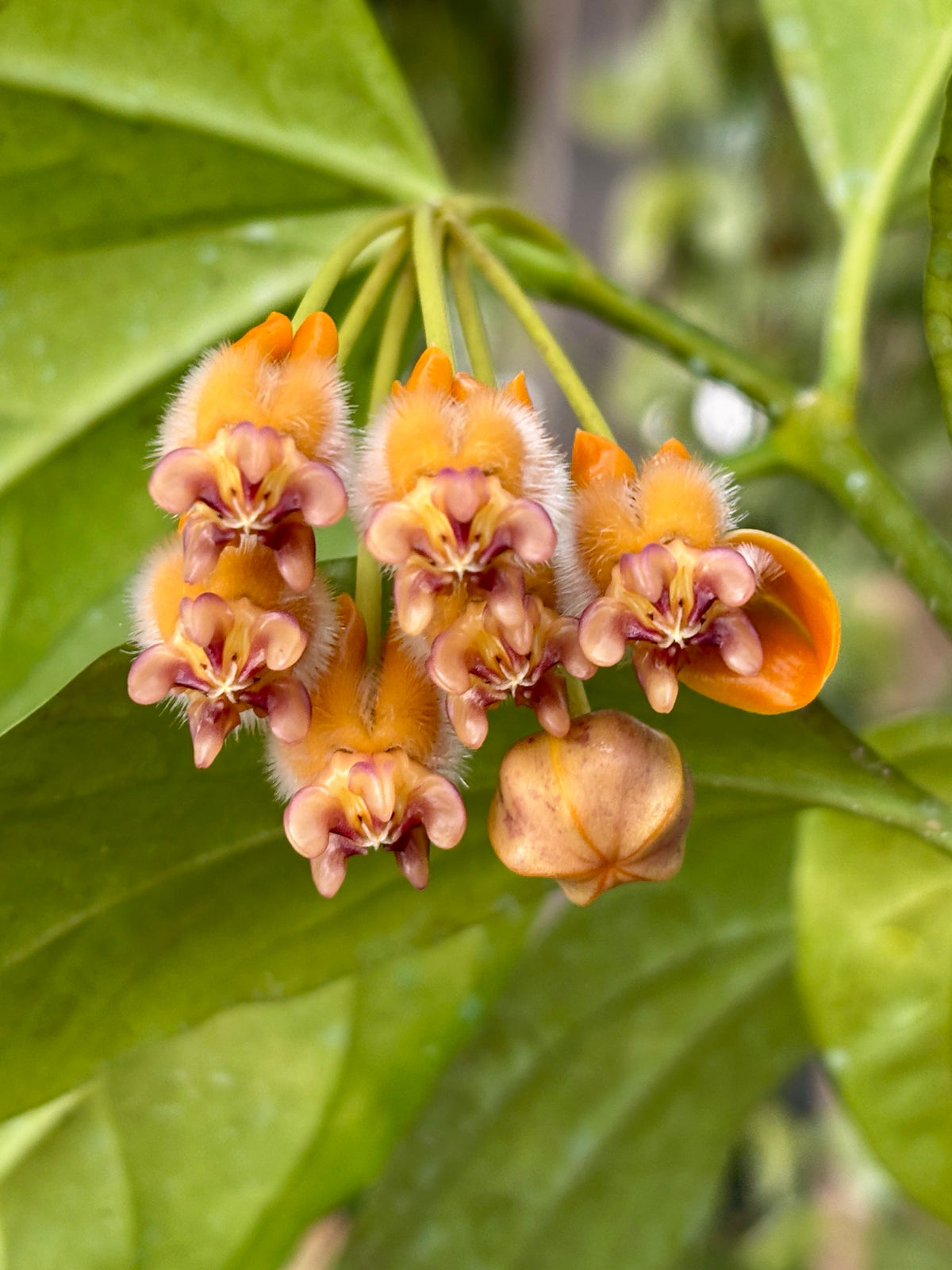 Hoya praetorii H438