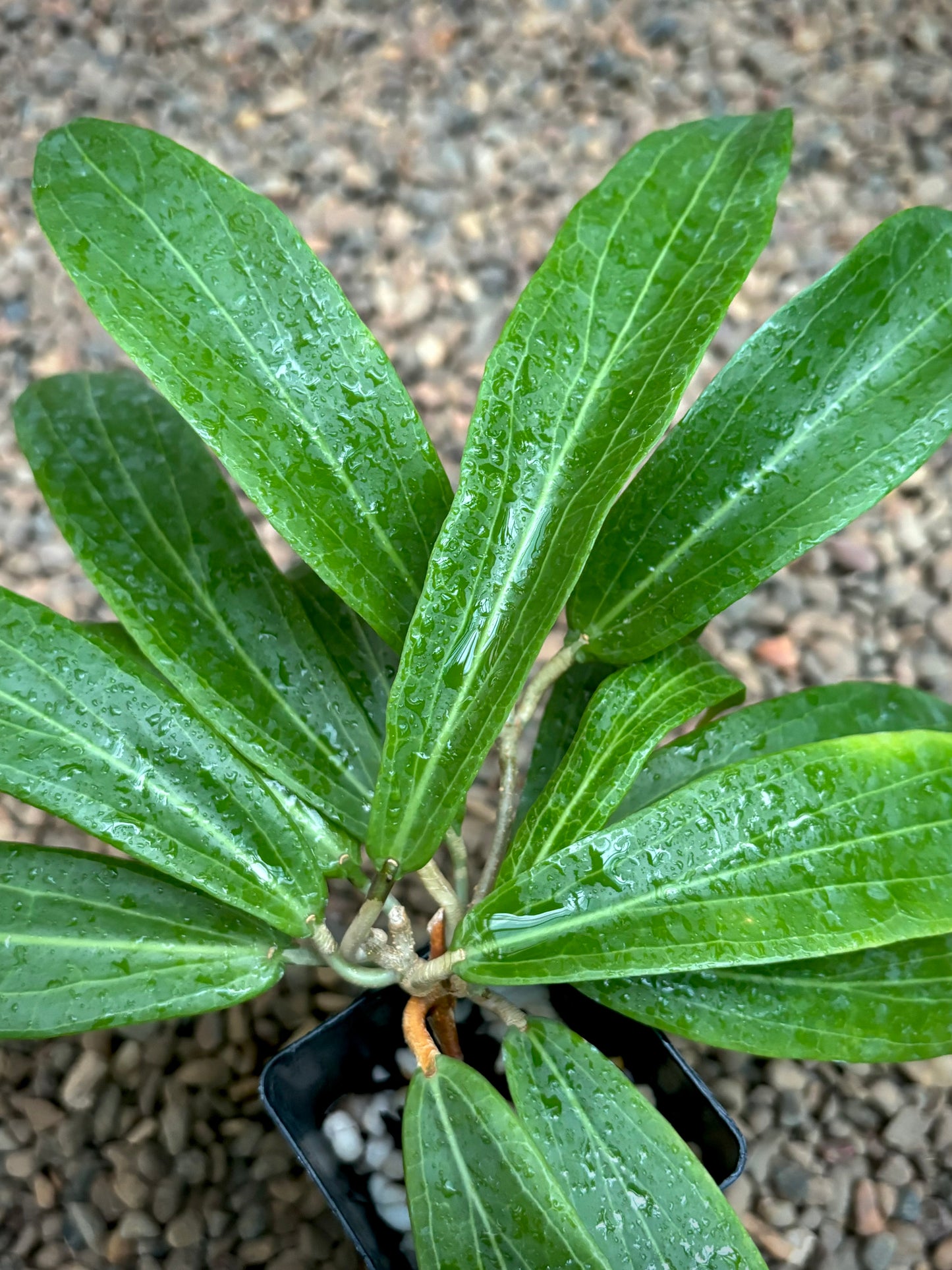 Hoya valmayoriana IML 0831 H87