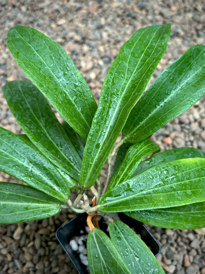 Hoya valmayoriana IML 0831 H87