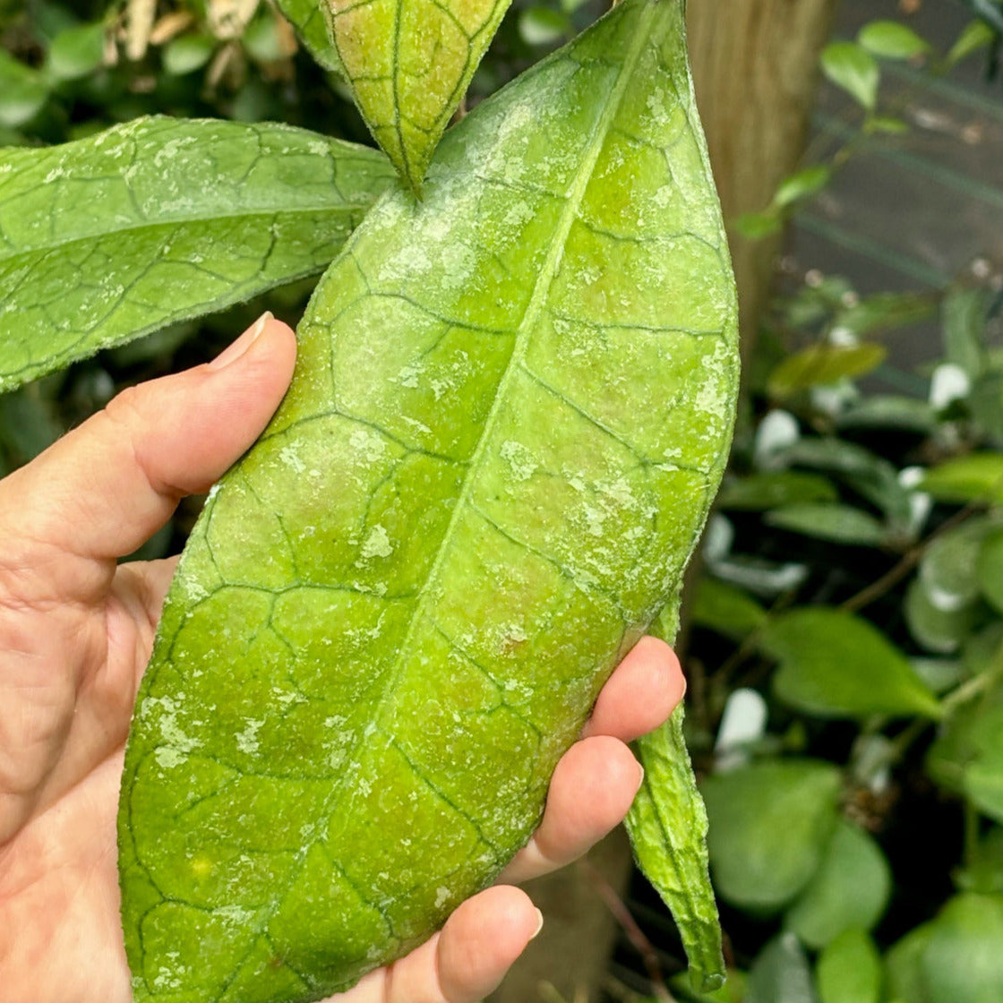 Hoya sp. Thailand IML 1398 H133
