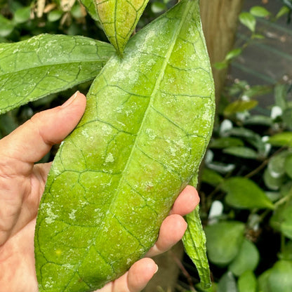 Hoya sp. Thailand IML 1398 H133