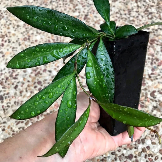 Hoya 'Rosita' H342