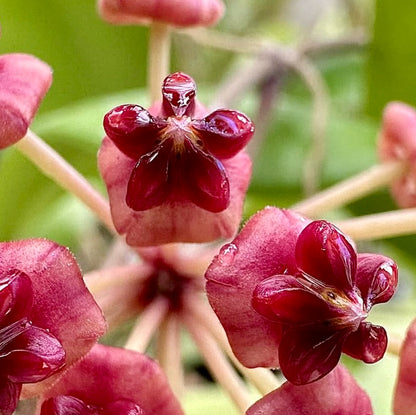 Hoya lucardenasiana H445