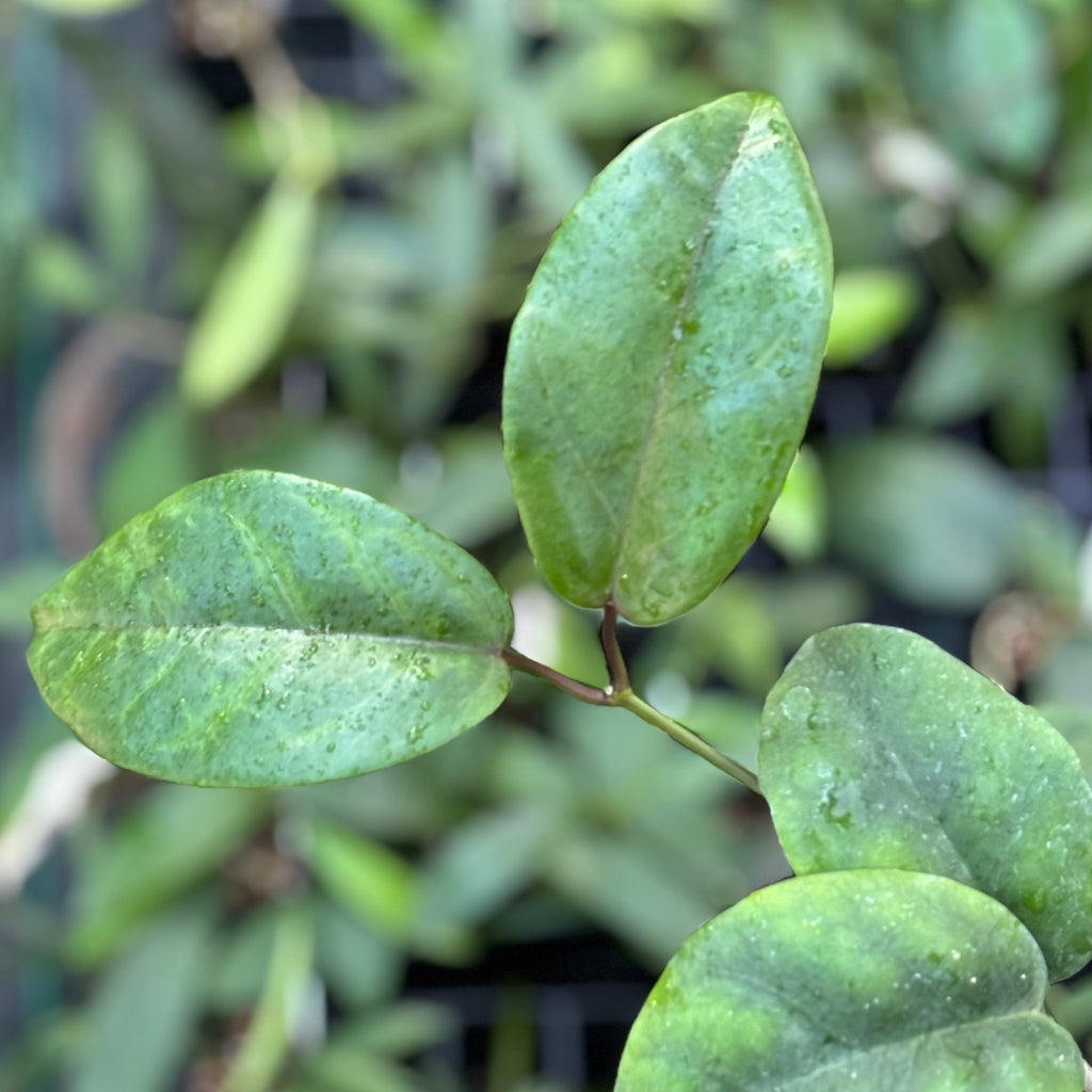 Hoya coriacea H215