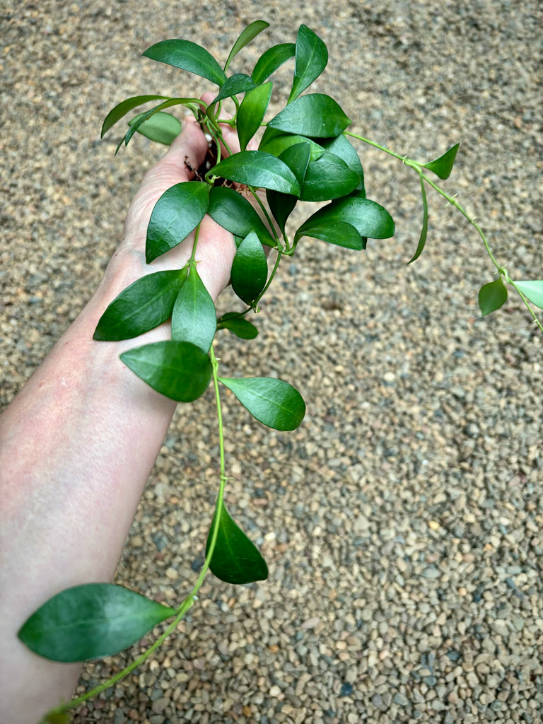 Hoya bilobata Philippines IML 0231 H322