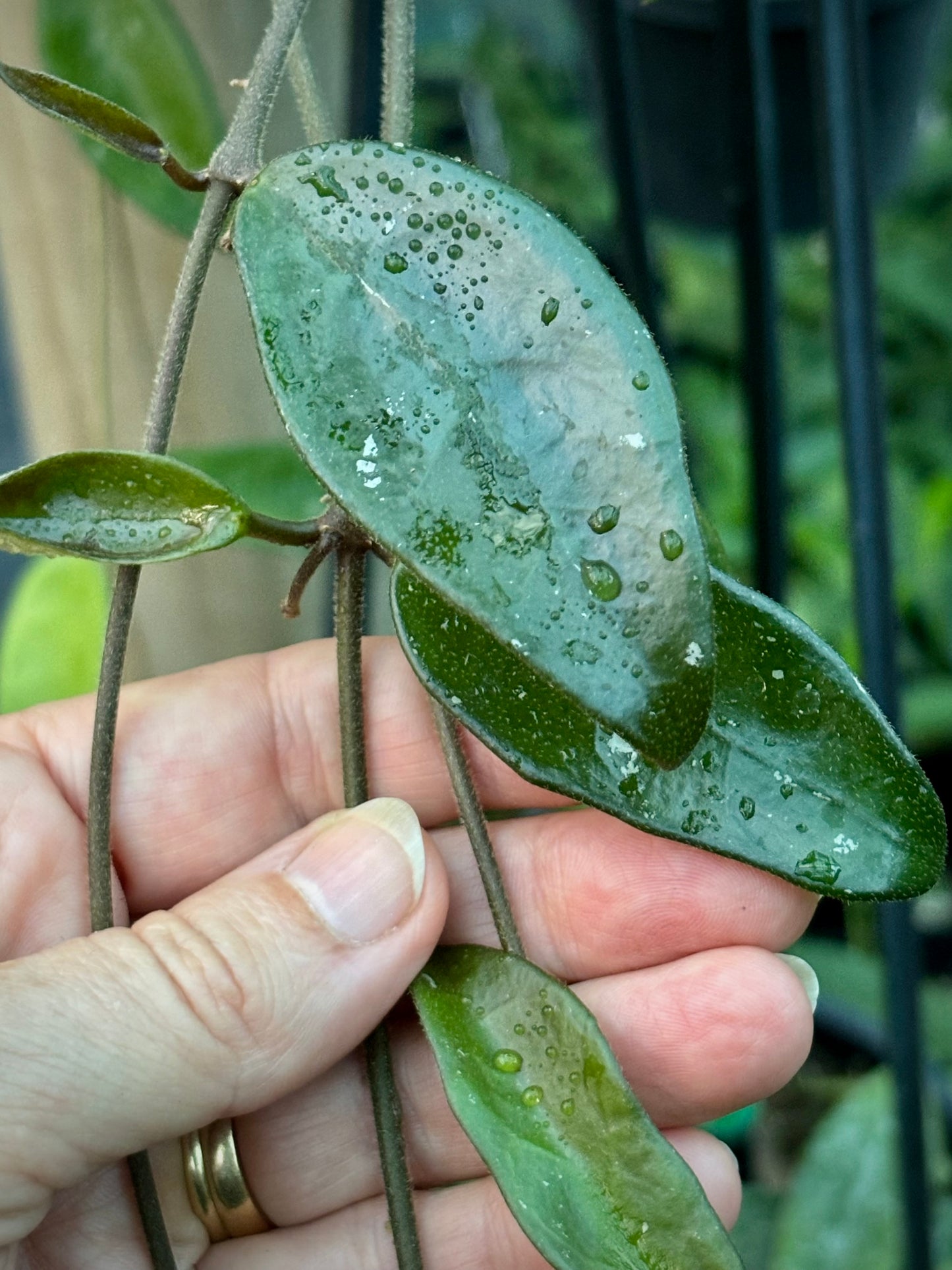 Hoya 'Shepherdell' H207